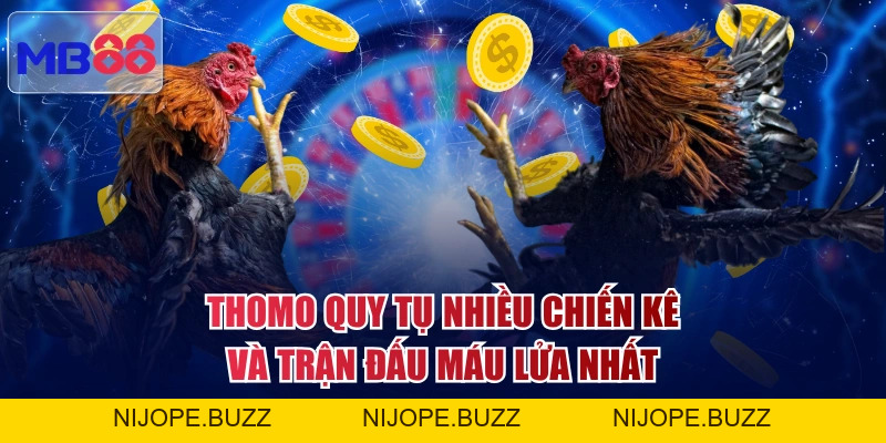 3 Trận Đá Gà Thomo Hấp Dẫn Đáng Mong Chờ Nhất Năm 2026