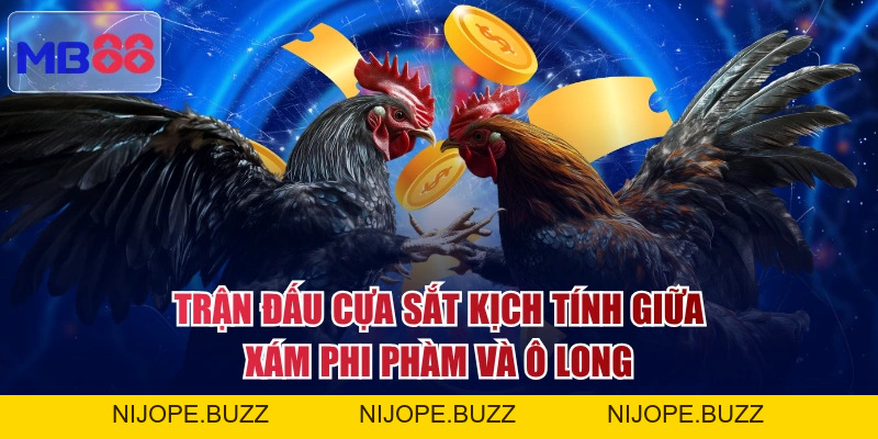 3 Trận Đá Gà Thomo Hấp Dẫn Đáng Mong Chờ Nhất Năm 2026